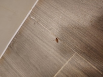 Roach
