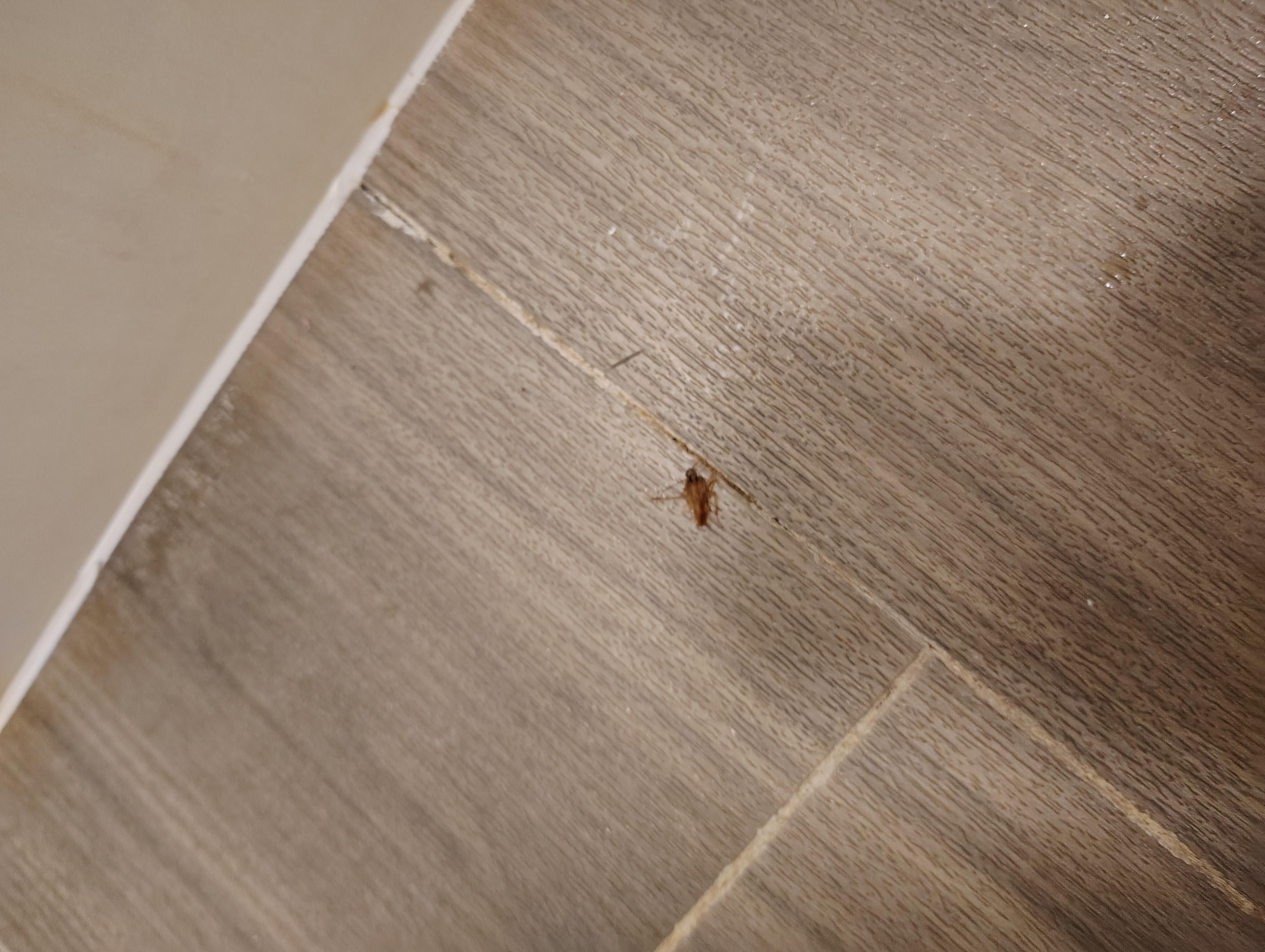 Roach 