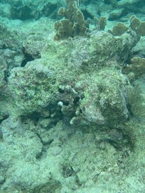 Eel’s head, right off private entry