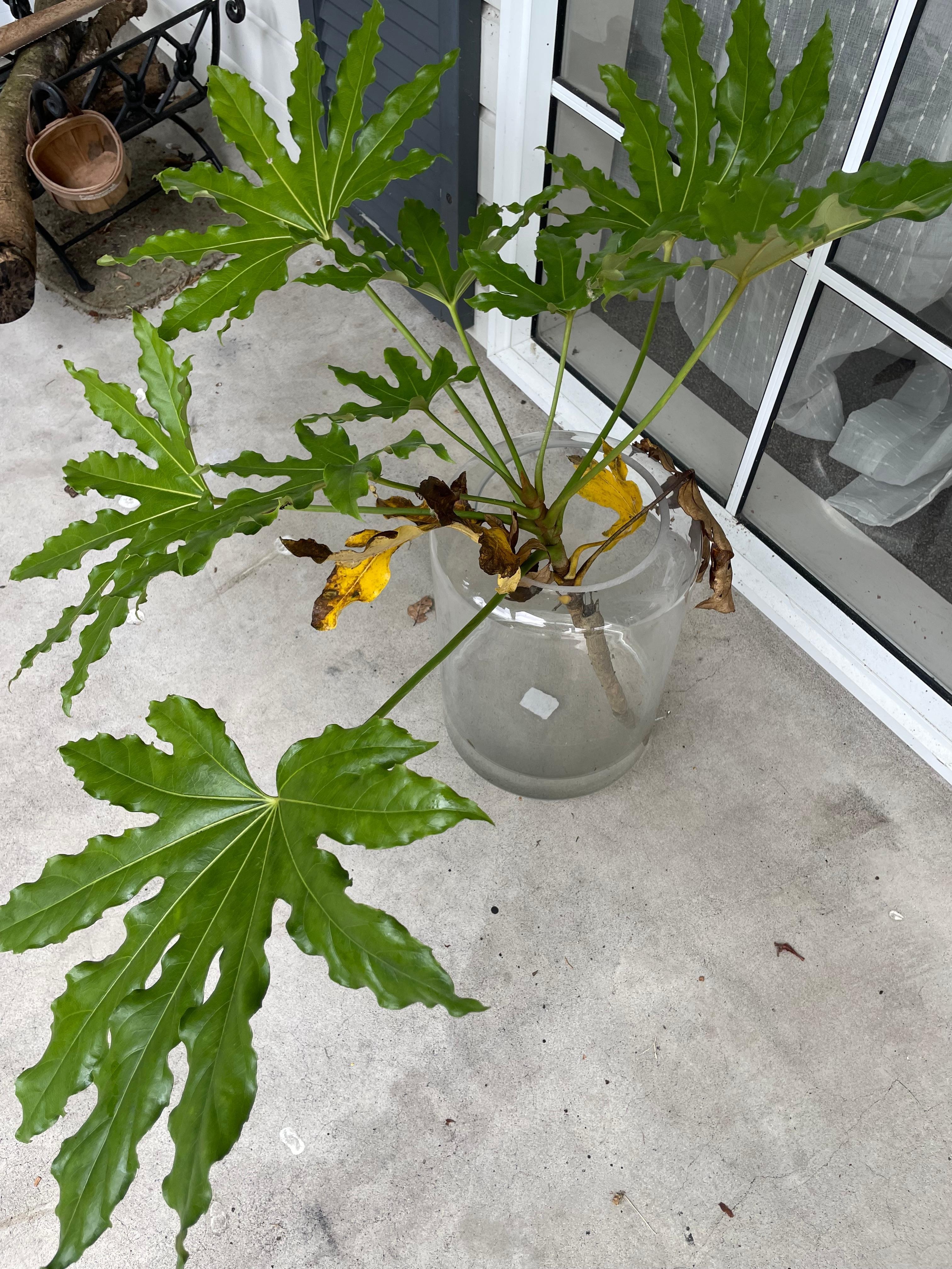 Mosquito larvae in the water with plant (we moved it outside)