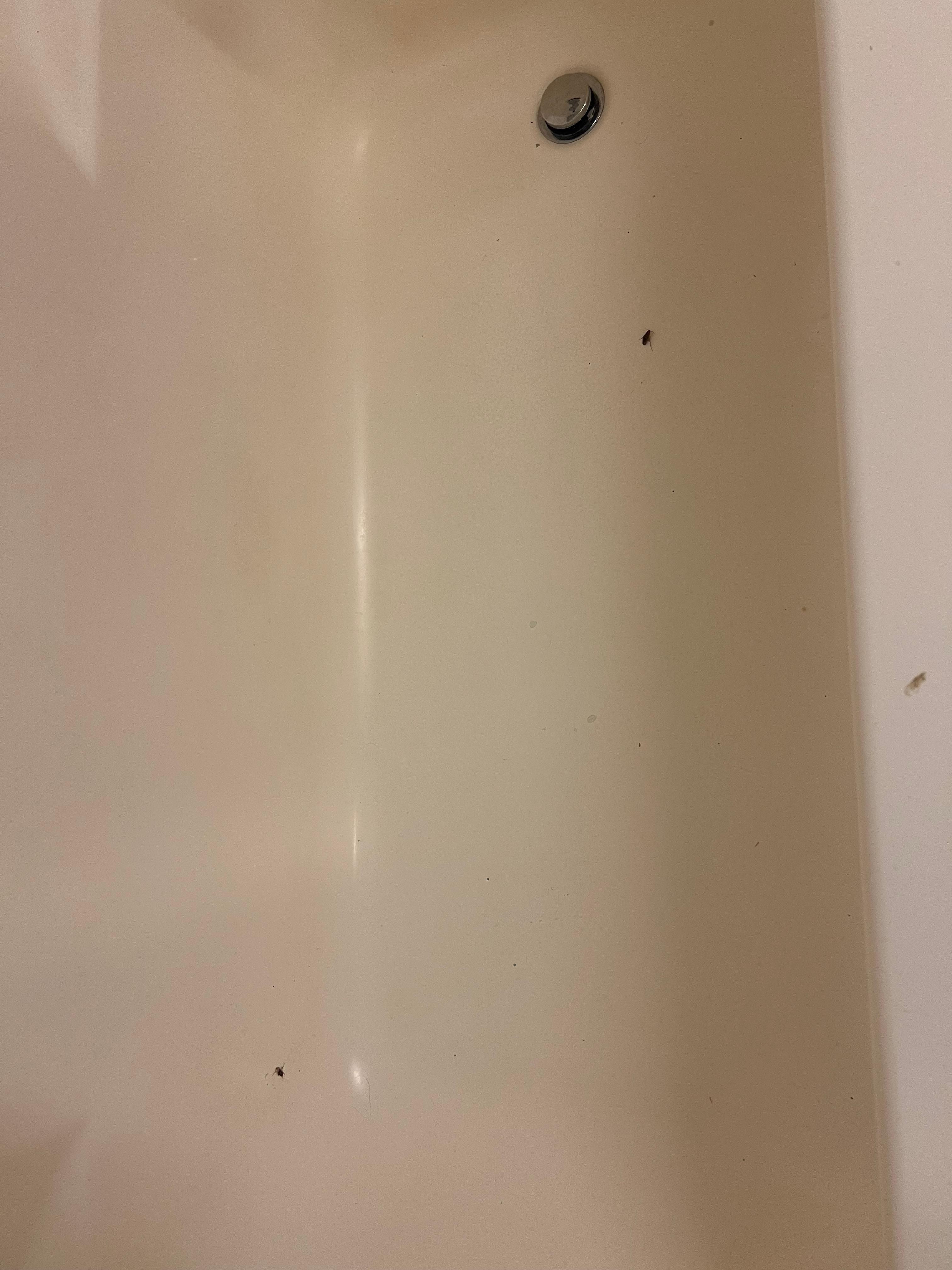 Tub bugs 