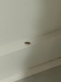 Live adult on the baseboard