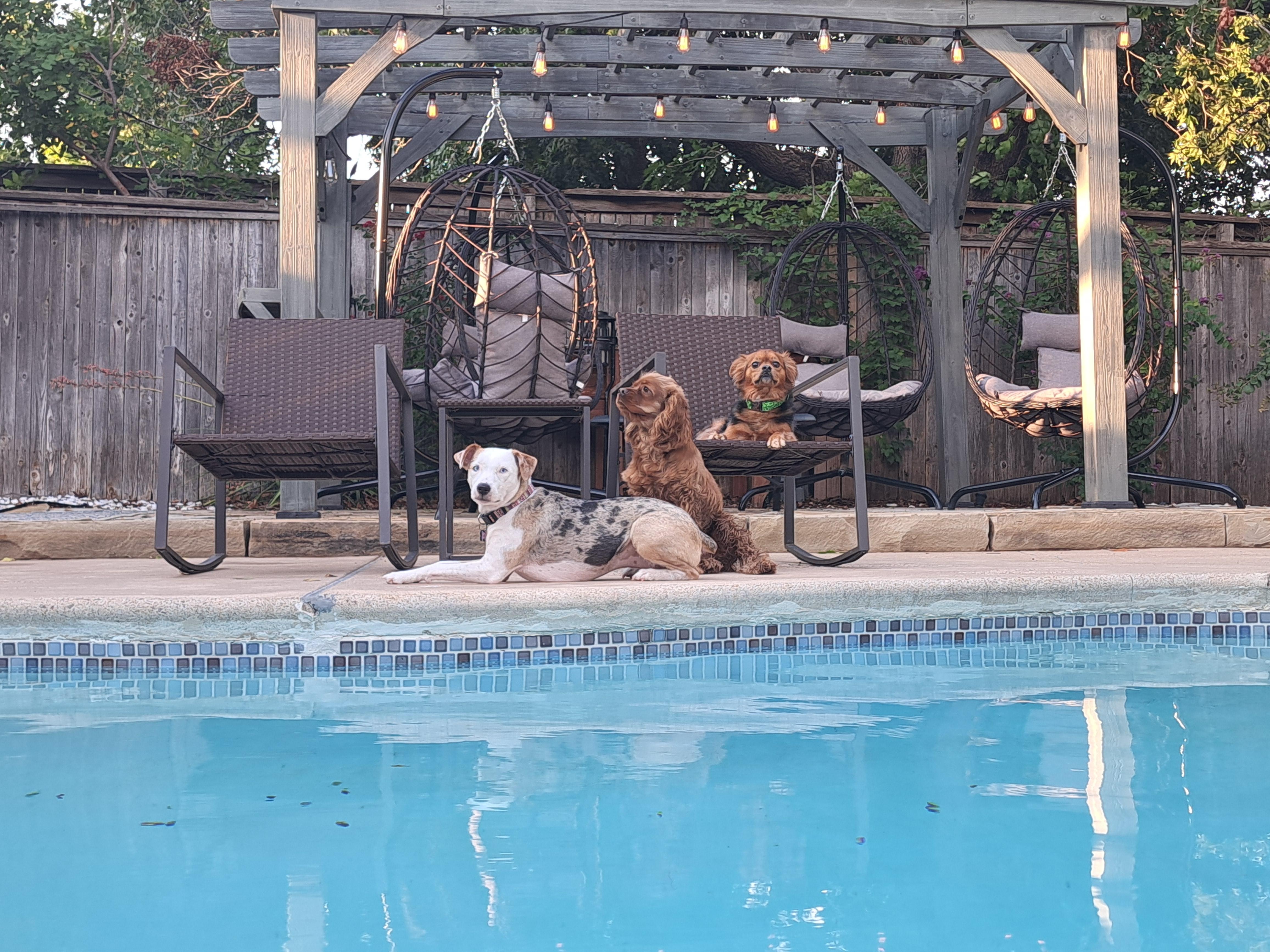 Although they did not get to enjoy the pool, we loved having our fur babies on vacation with us.