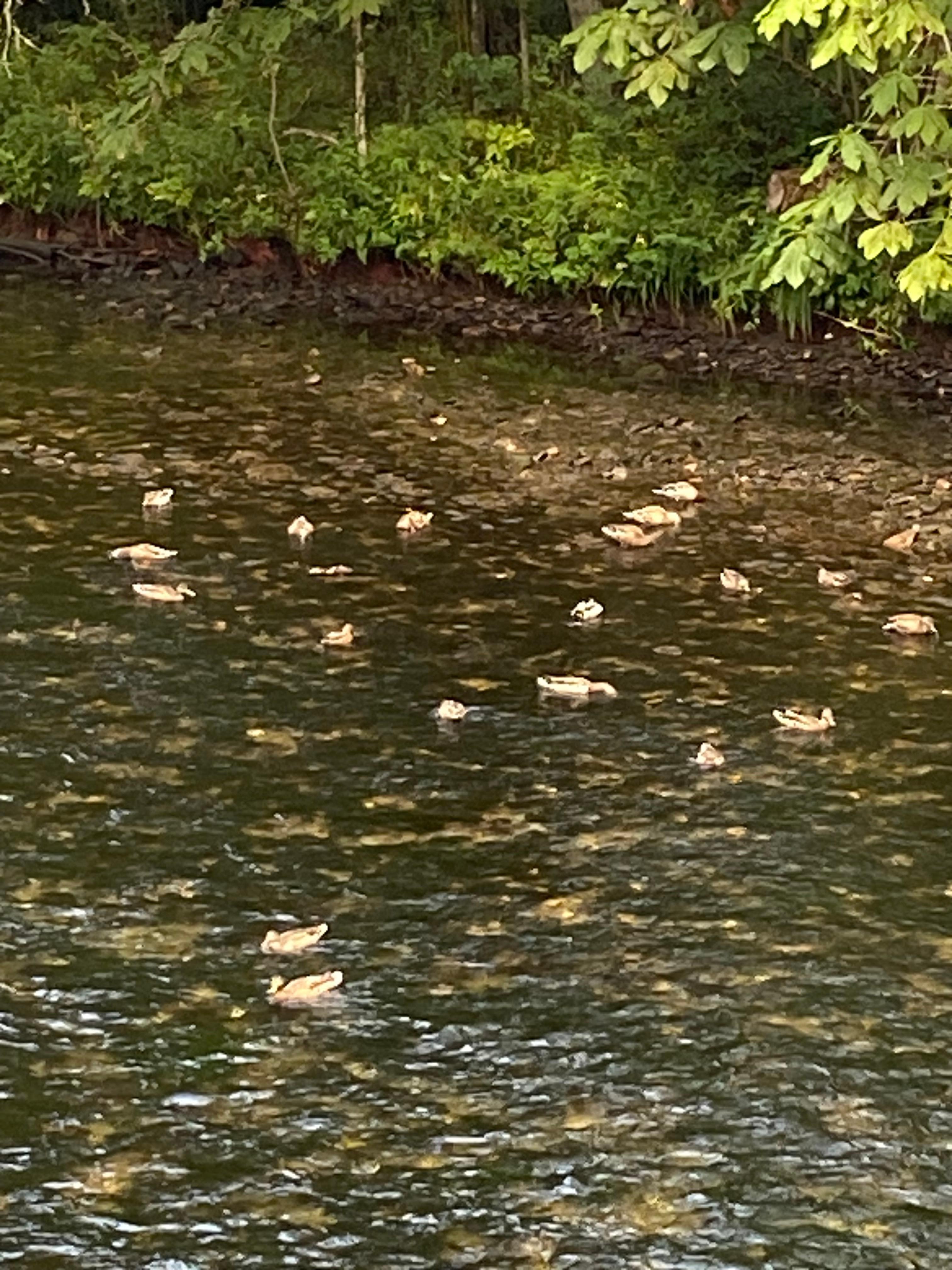 Little ducks in the morning floating by 