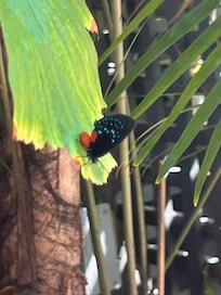 Local wildlife