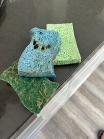 Moldy dirty sponges