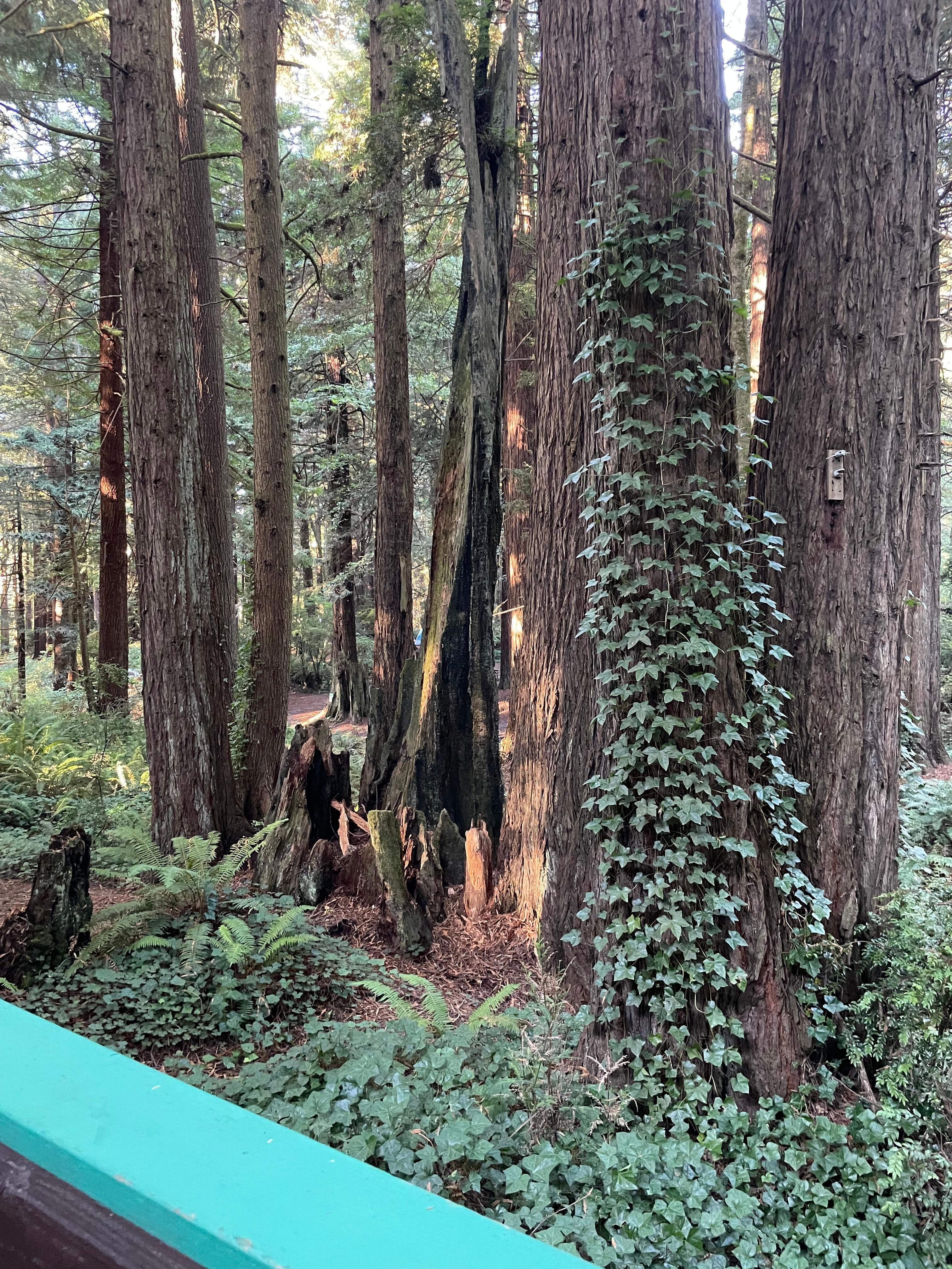 Picture from cabin patio