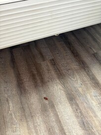 Cockroach right there at the fridge. Pictures included and handed front staff the cockroach I just had to kill in their cups and she just said 10% discount. 
Called manager and been 9 hours but no call back. 
We were on 9th floor, room 914…physically