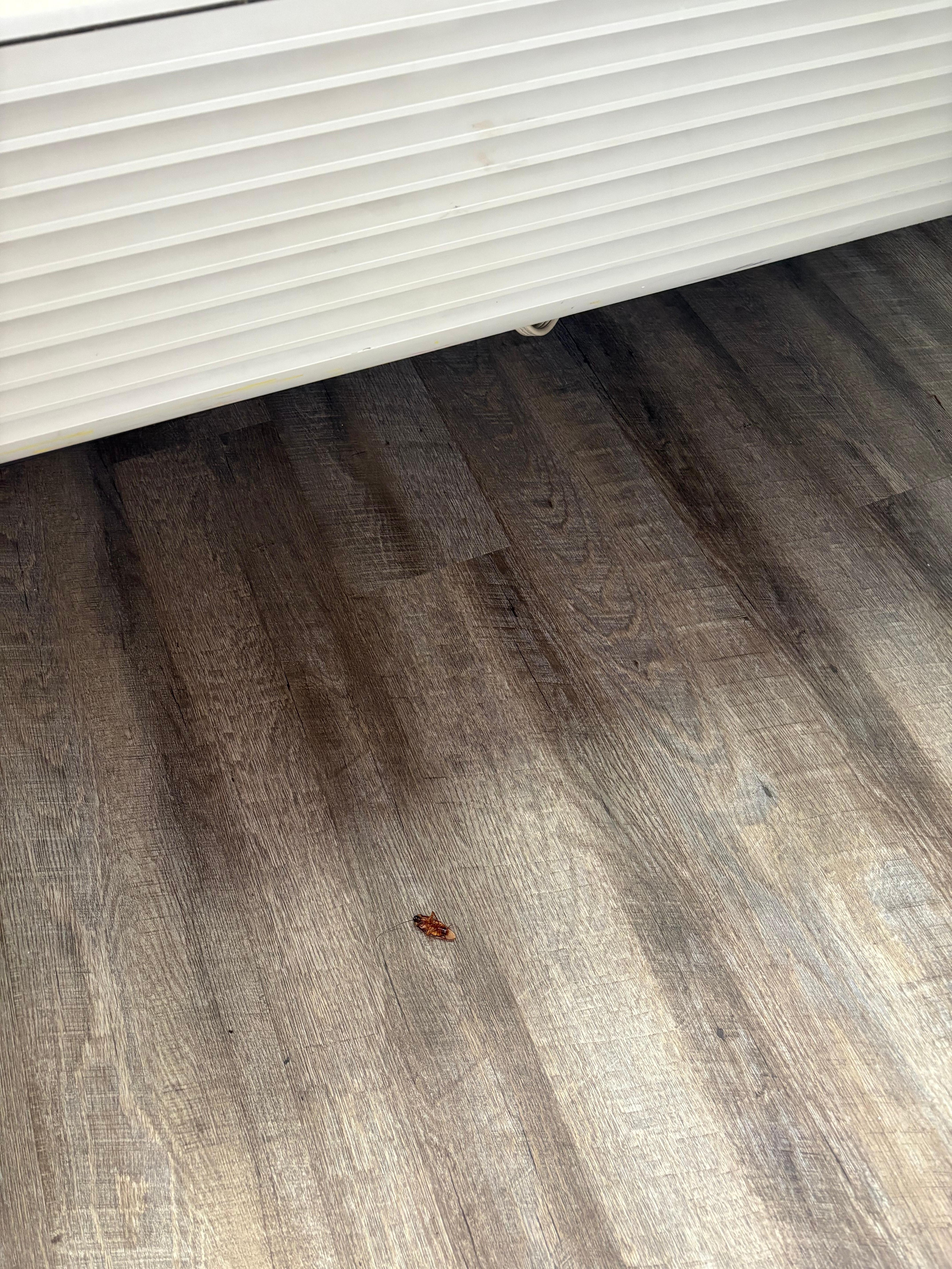 Cockroach right there at the fridge. Pictures included and handed front staff the cockroach I just had to kill in their cups and she just said 10% discount. 
Called manager and been 9 hours but no call back. 
We were on 9th floor, room 914…physically