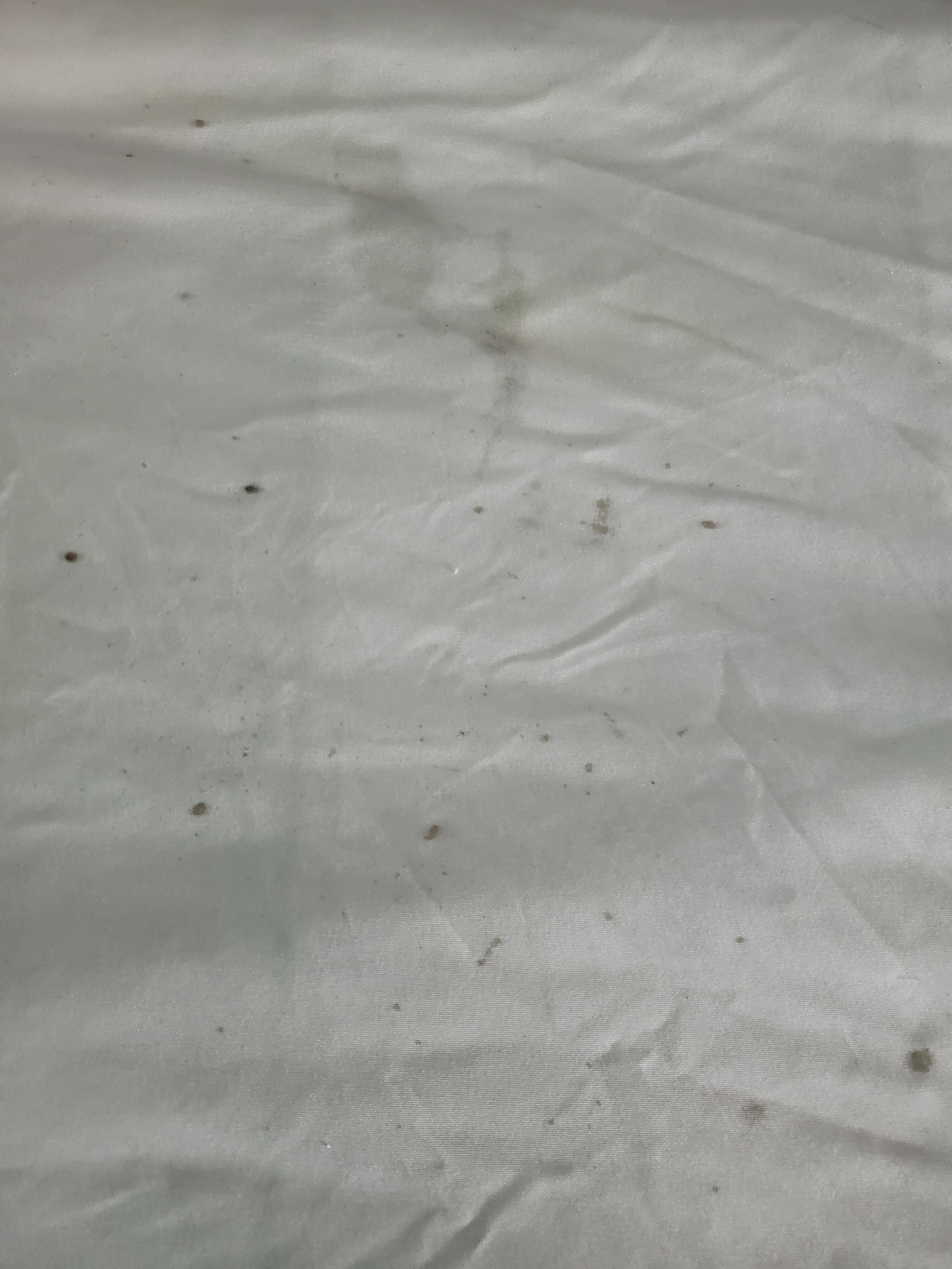 Semen, mold and mildew on the sheets