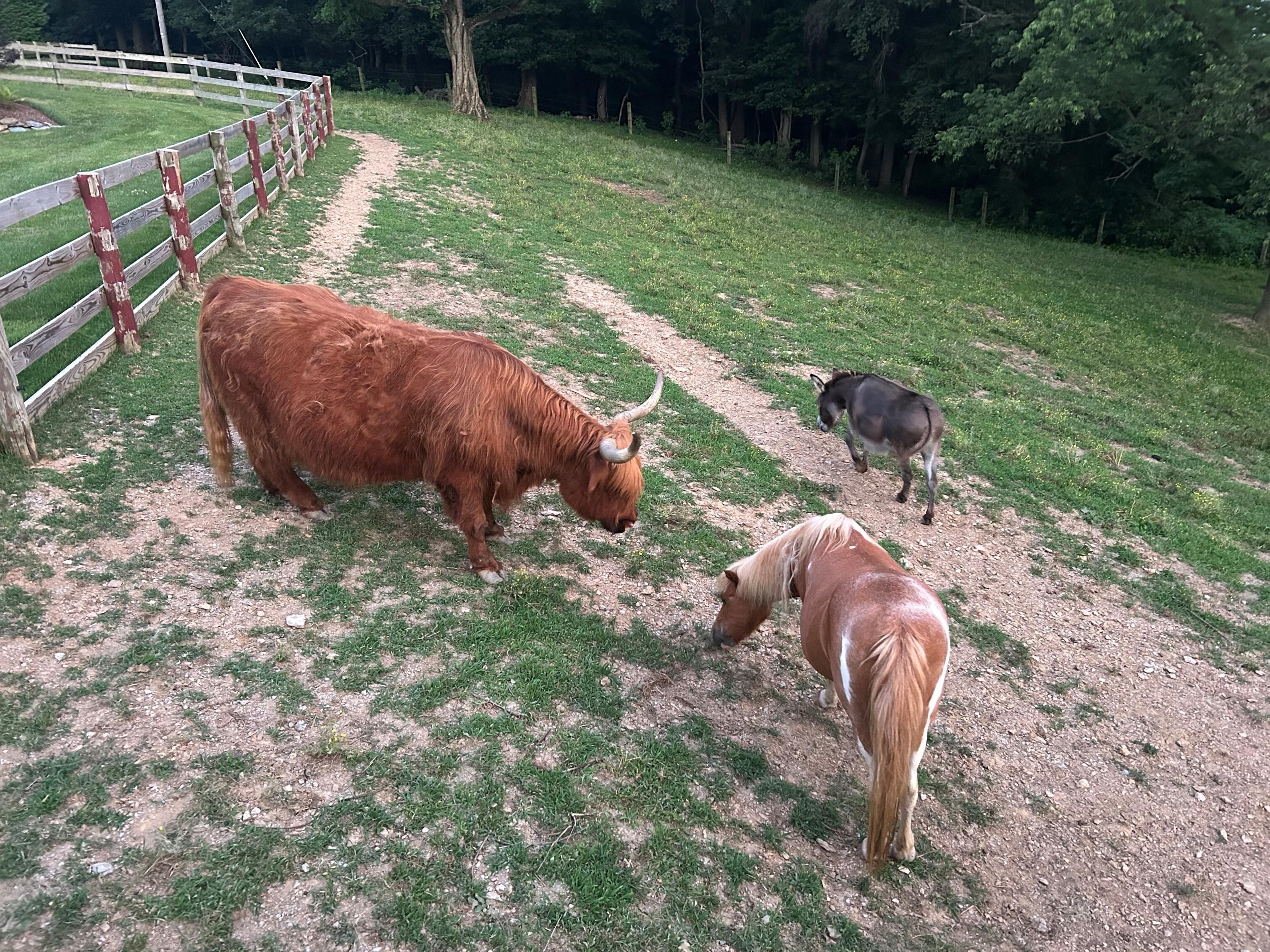 up close with farm animals!