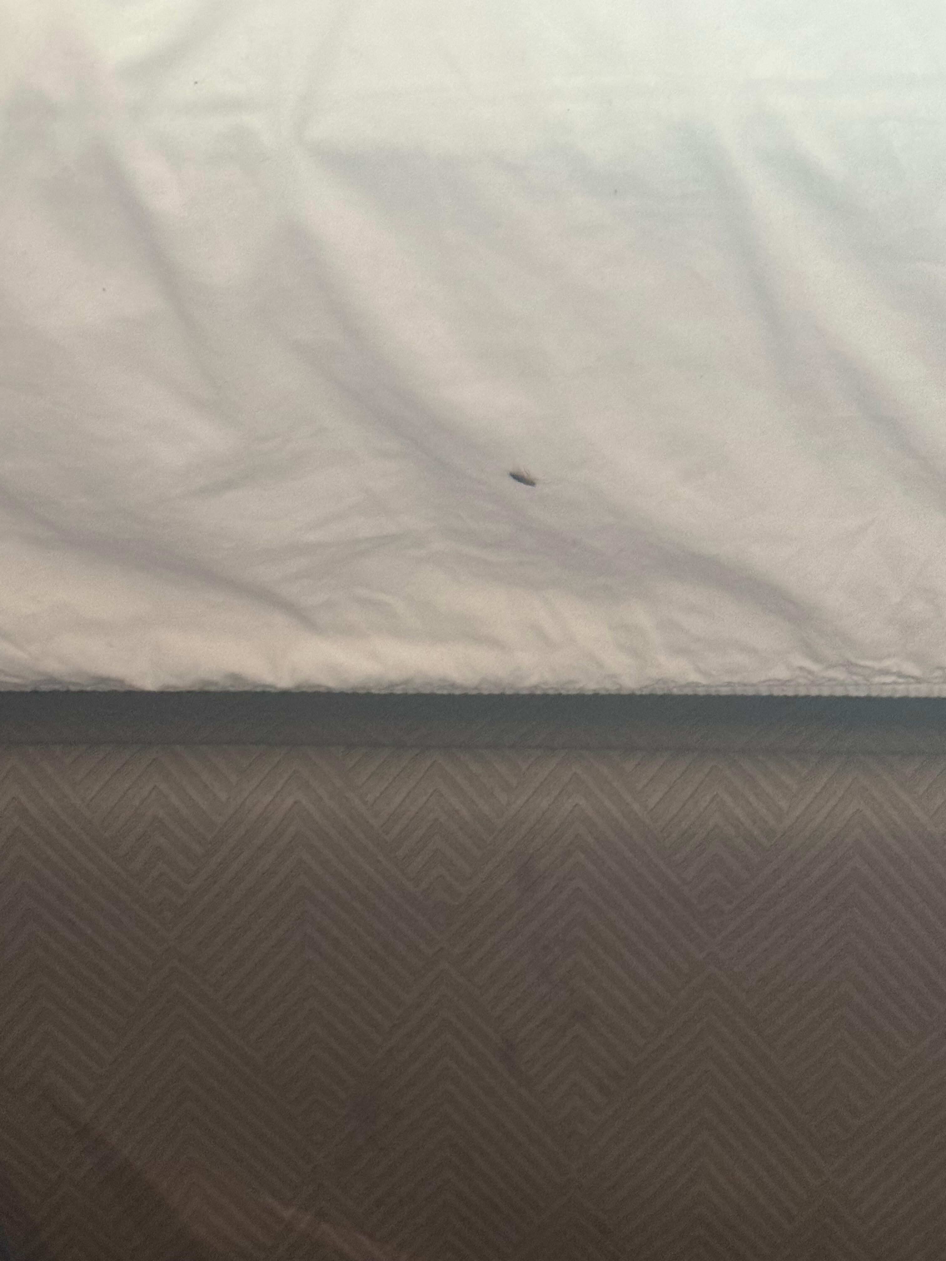 Bug on the bed crawling 