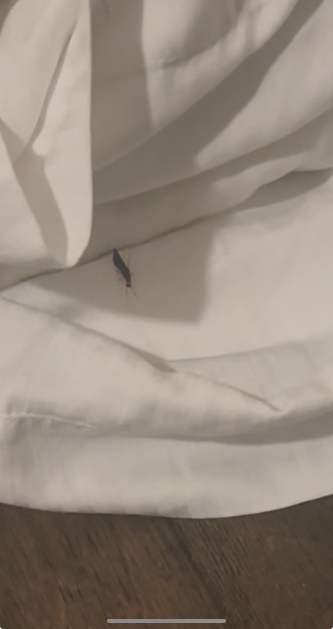 Unidentified insect found on bedding