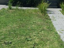 Front lawn. This photo makes these ‘weeds’ look healthy AND green. Far from it.