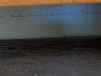 Mouse dropping and some dead bugs, hard to see