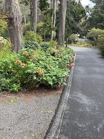 The beautiful path.