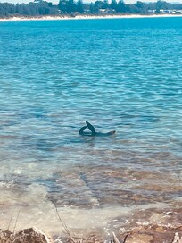 Seal swimming