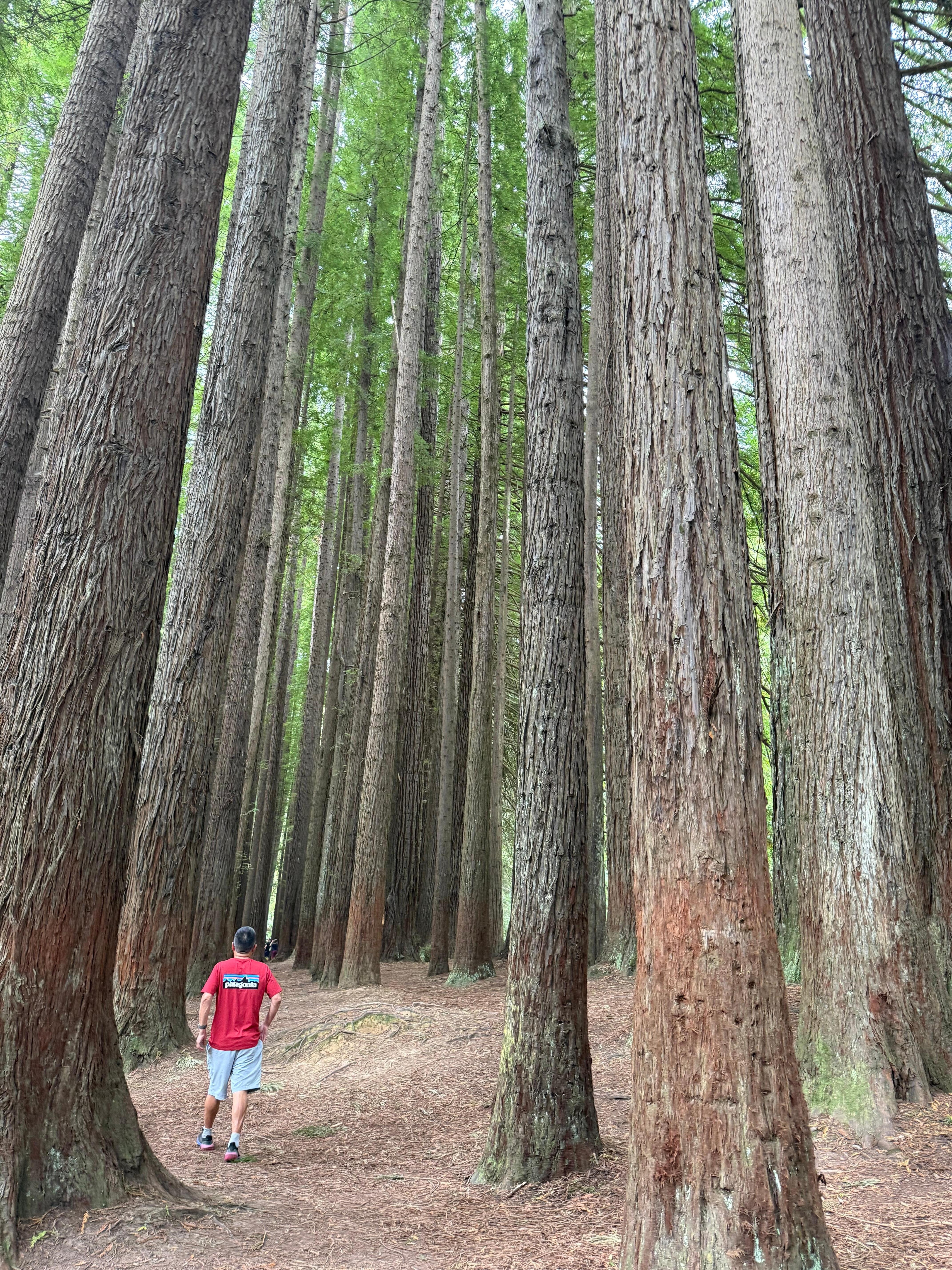 Teenager age red wood forest 