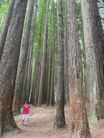 Teenager age red wood forest