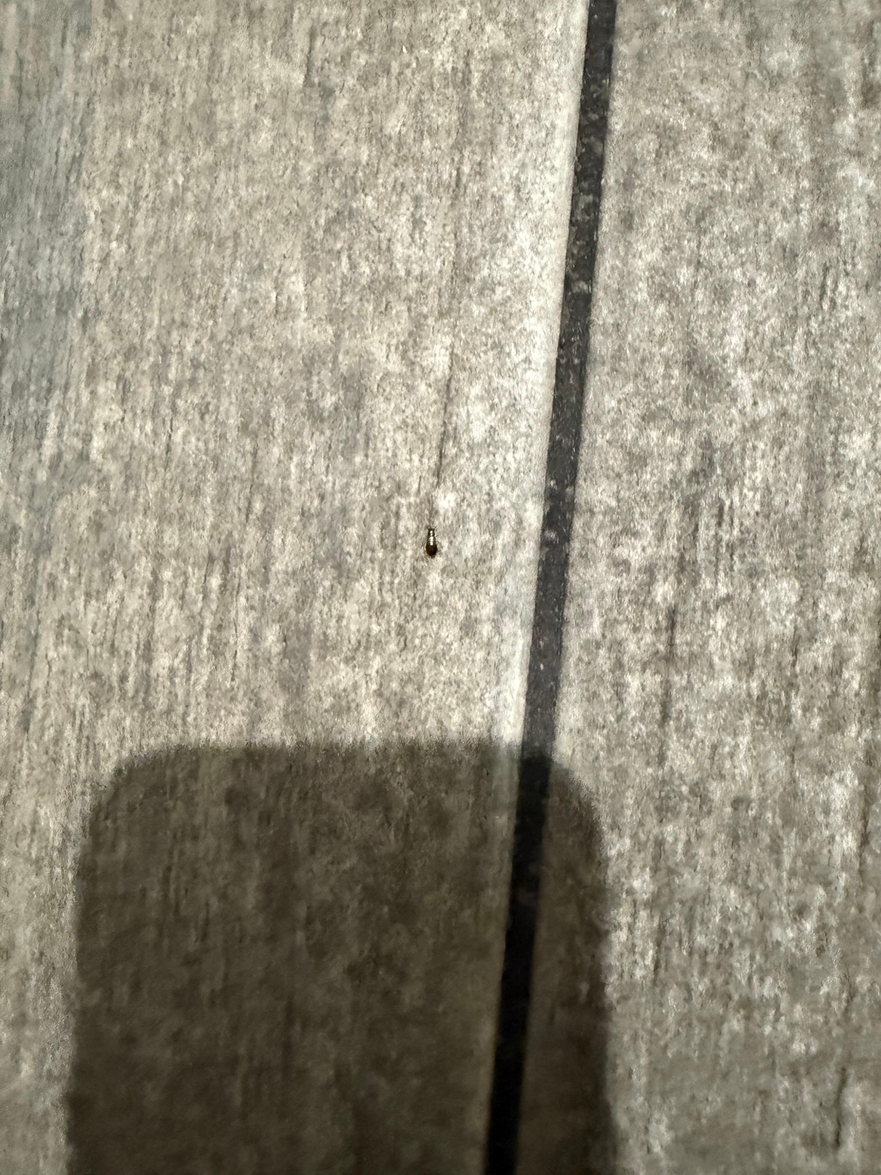 Tiny roach crawling out the bathroom 