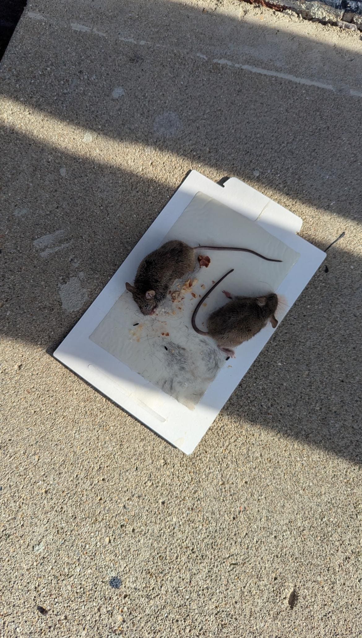 Mice that we caught in traps in the unit.