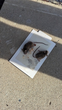 Mice that we caught in traps in the unit.