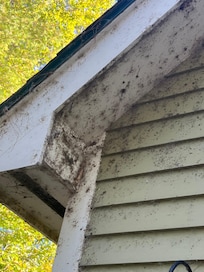 Spider webs everywhere
