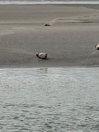 Seehunde in Berck