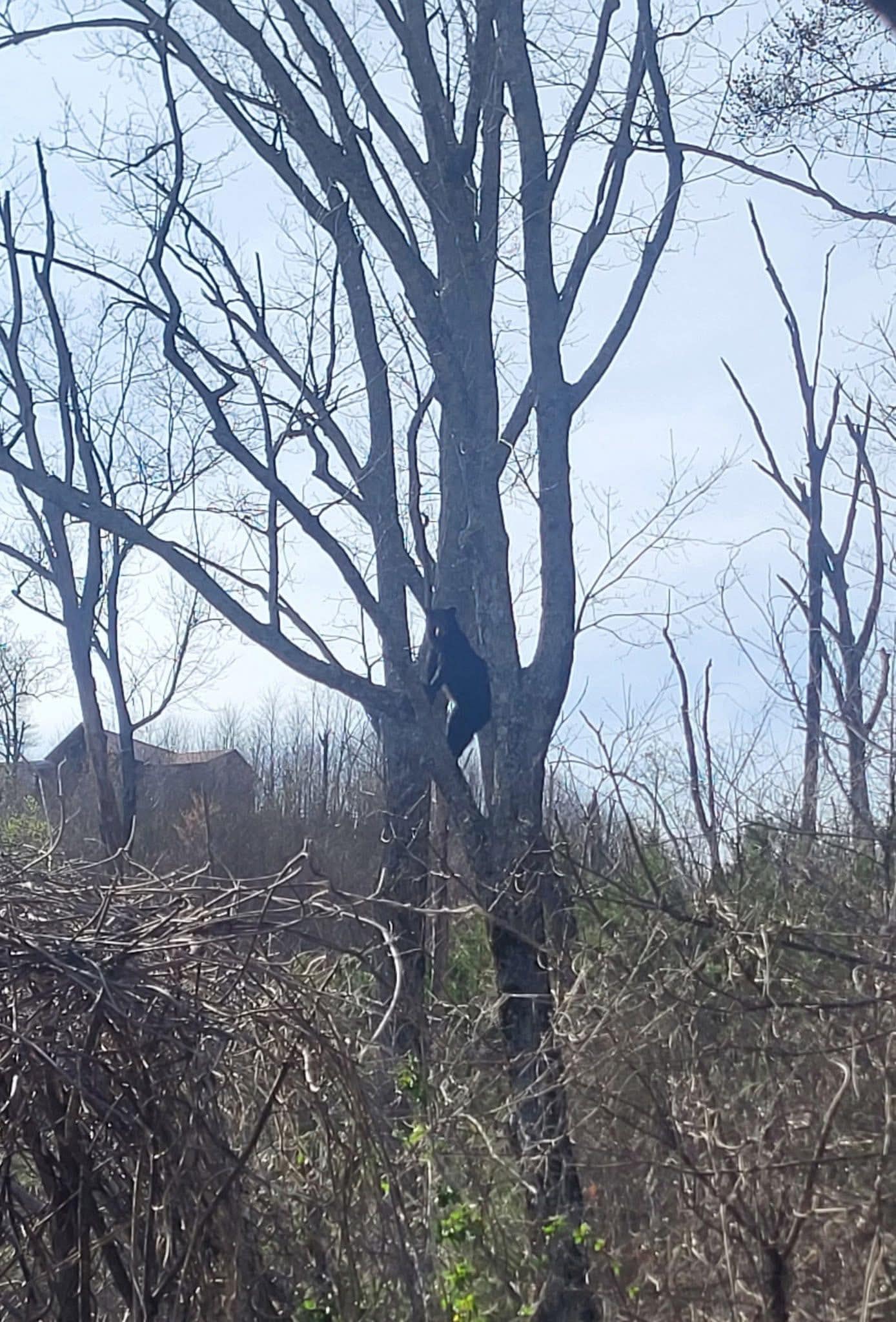 Zoomed in, but we spotted a bear right in the yard!