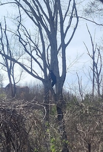 Zoomed in, but we spotted a bear right in the yard!