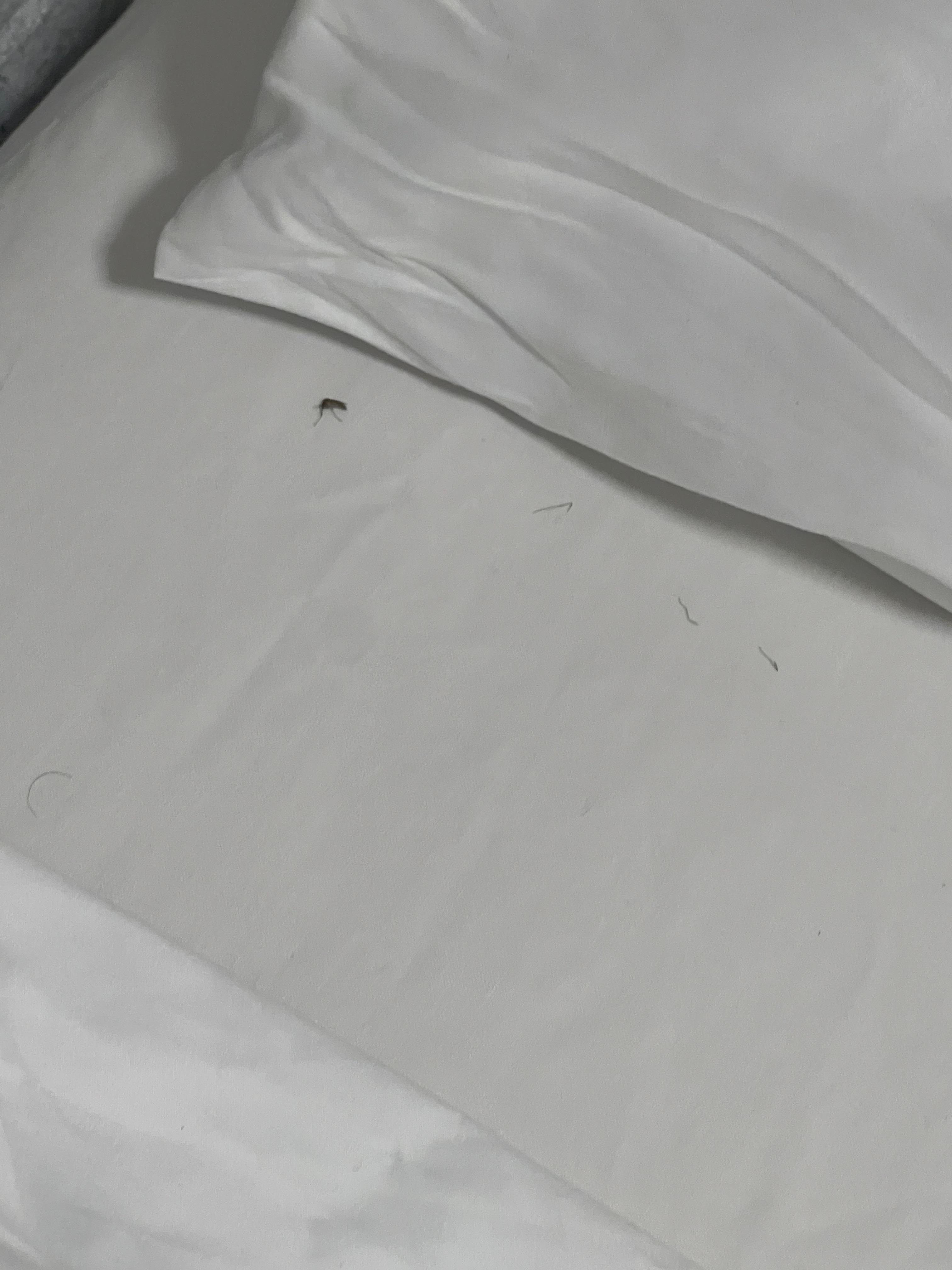 Dead bug on the sheet 