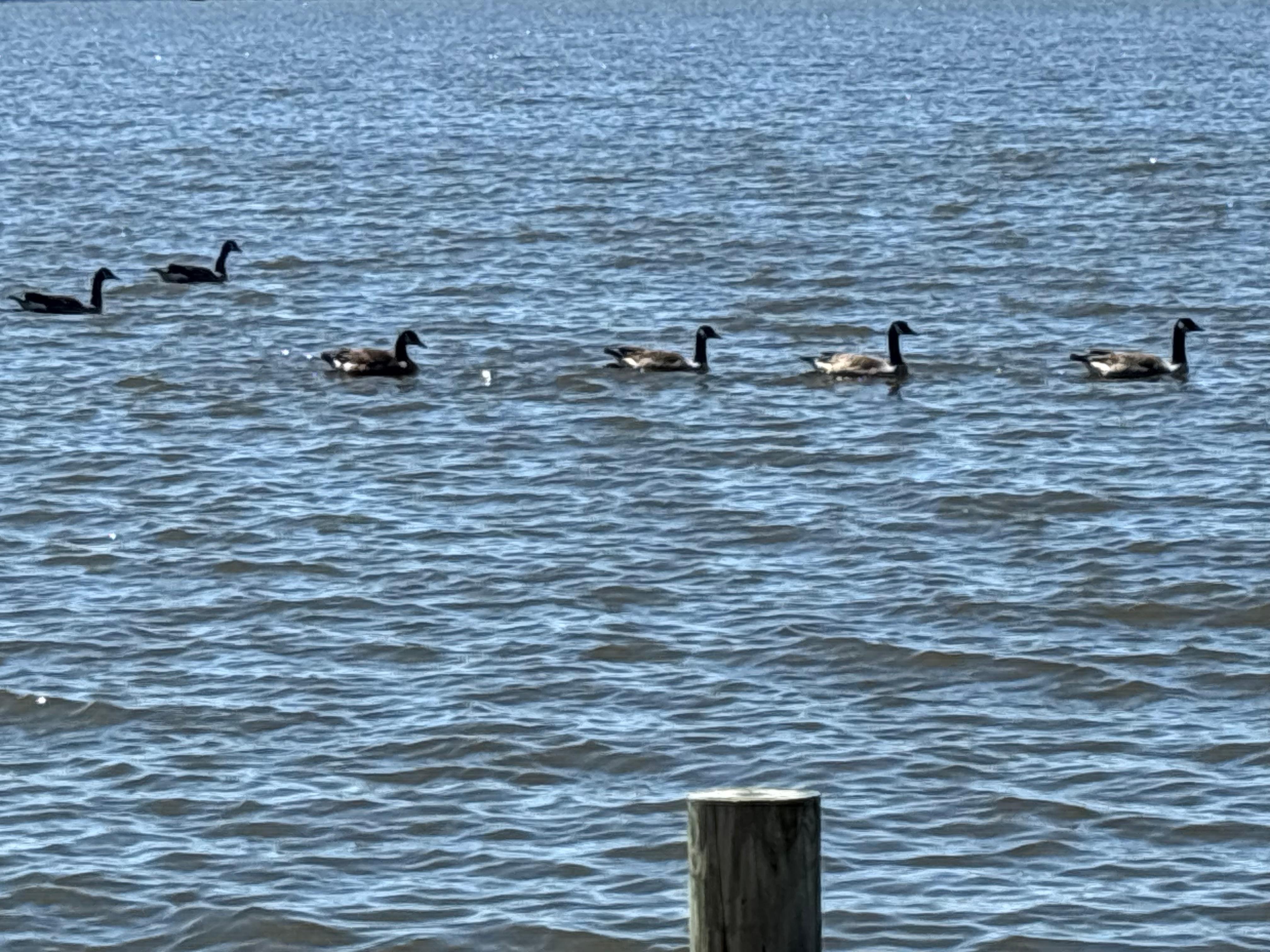 Geese in the sound 