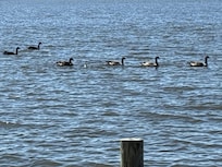 Geese in the sound