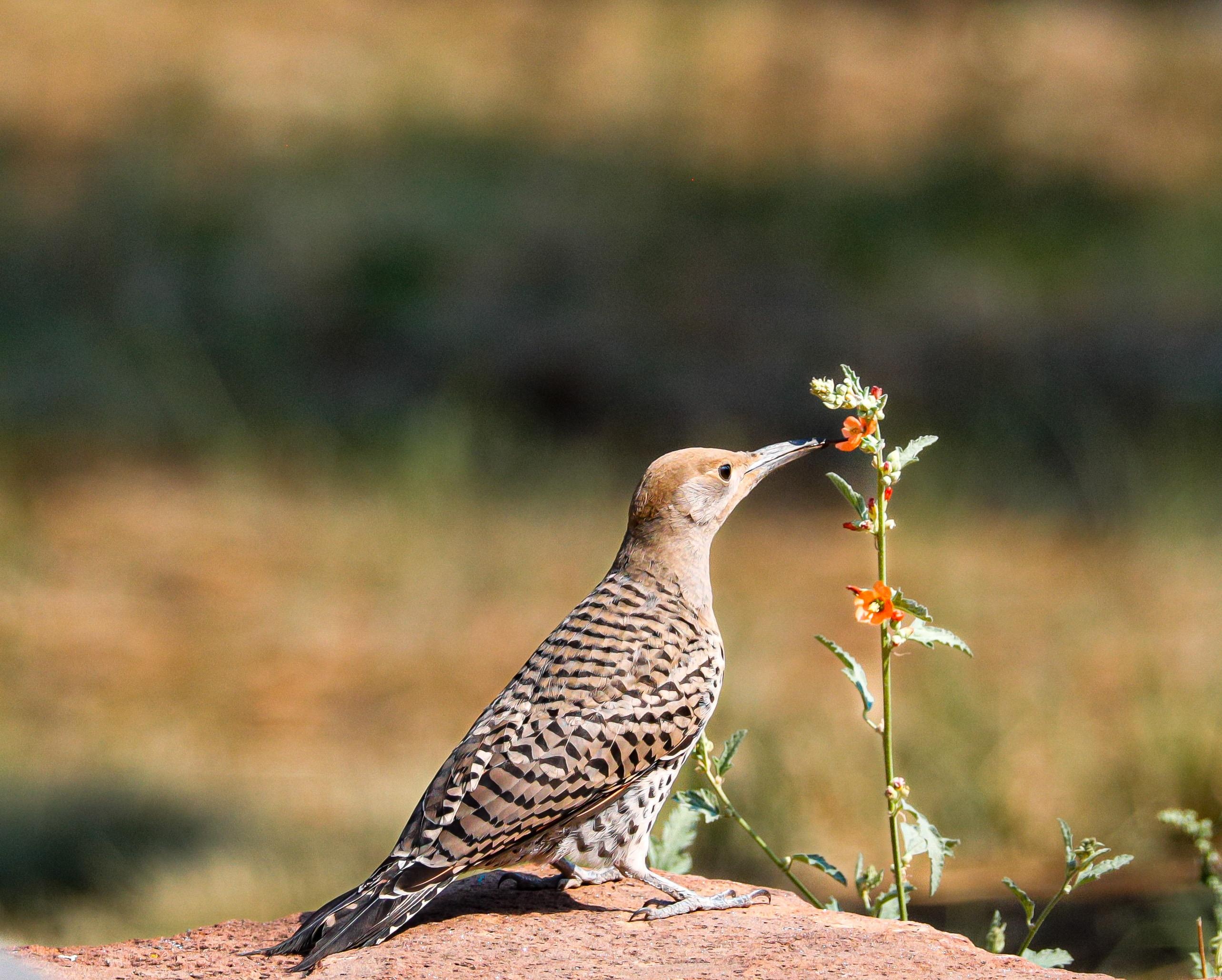 Northern Flicker