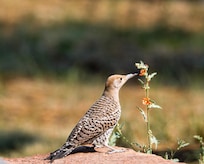 Northern Flicker