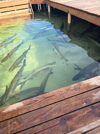 Mangrove tour