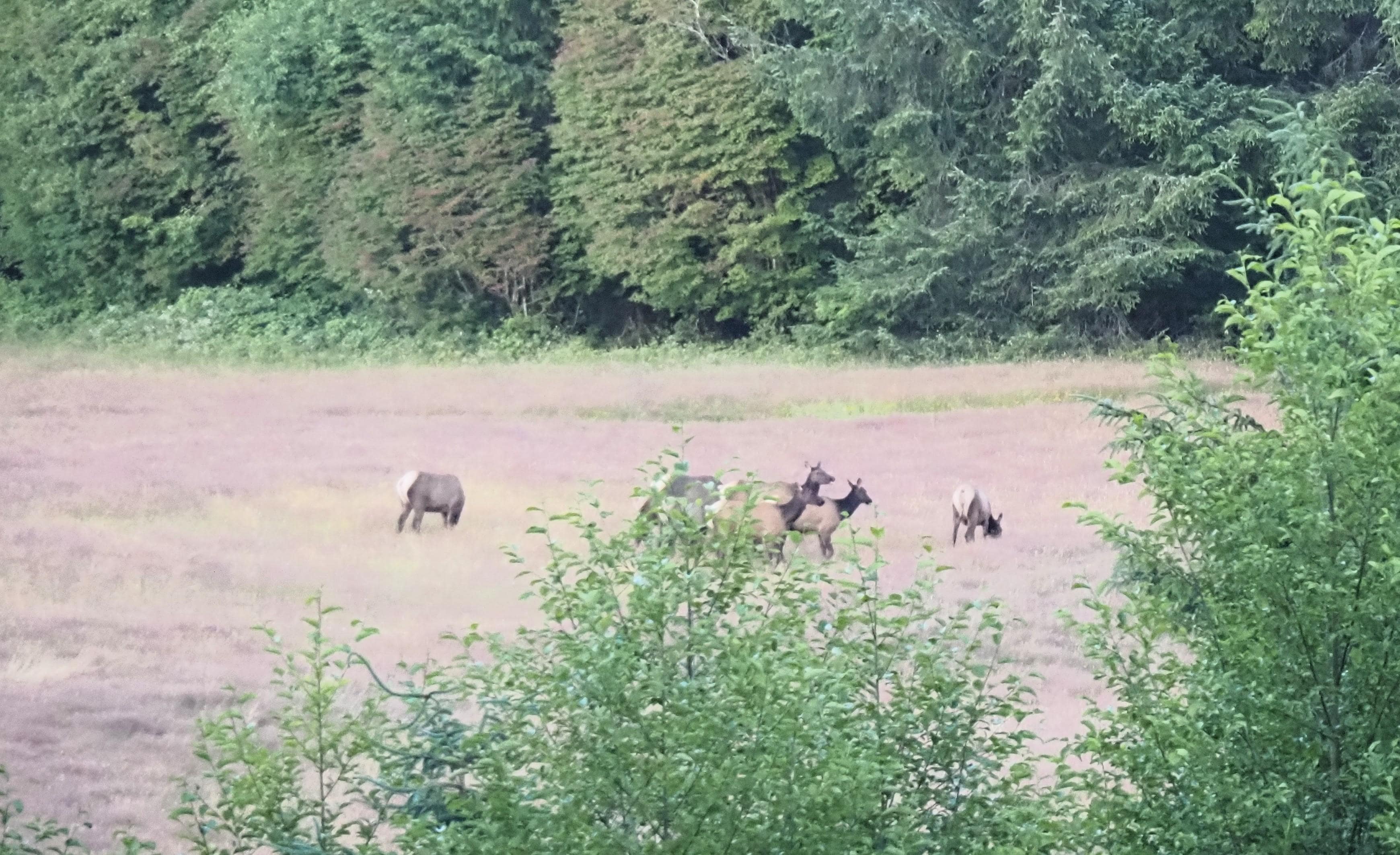 Elk in the lower pasture
