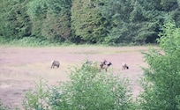 Elk in the lower pasture