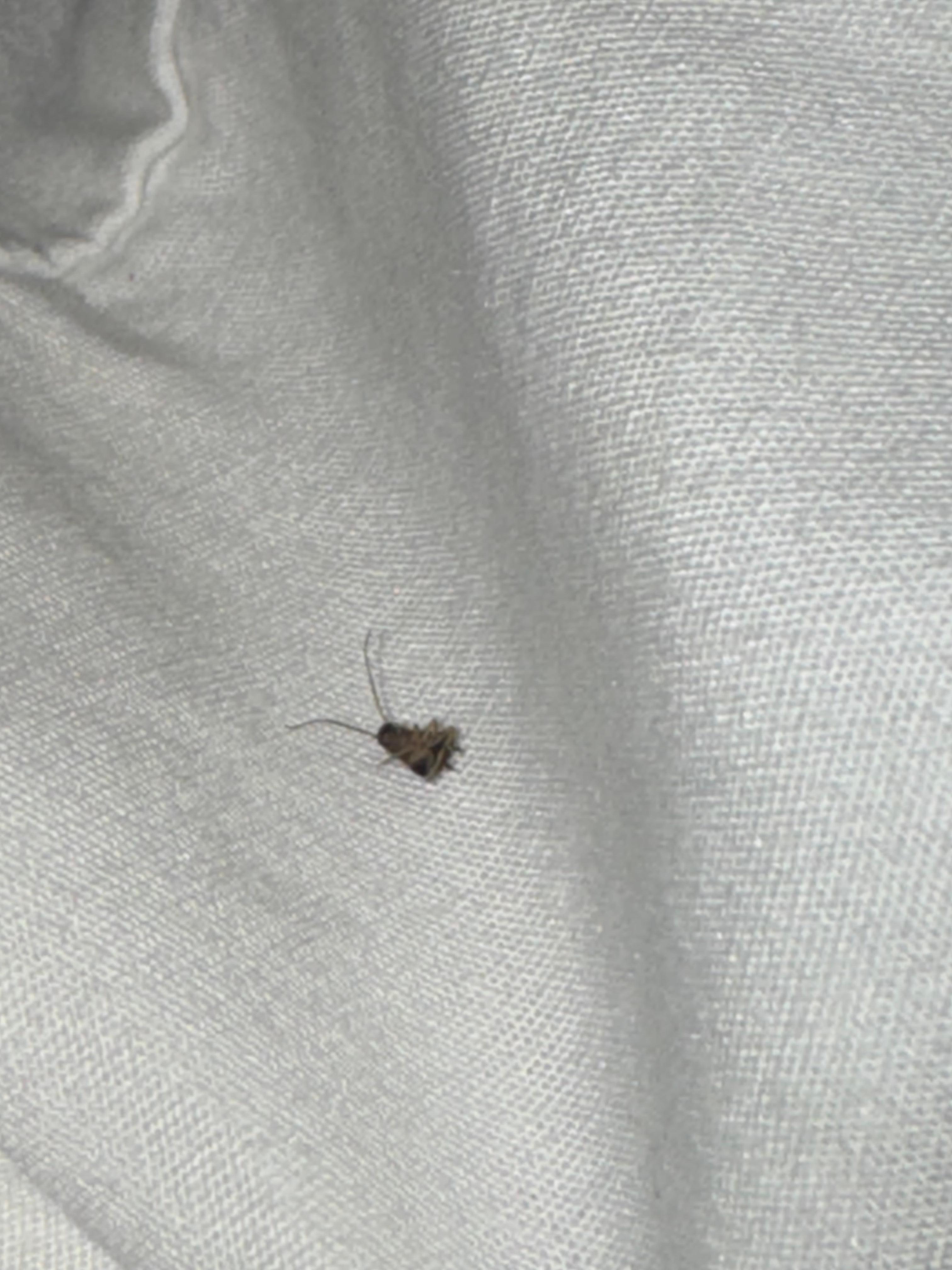 I woke up with several of these bugs on bed. This is on the pillowcase 