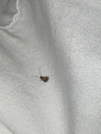 I woke up with several of these bugs on bed. This is on the pillowcase
