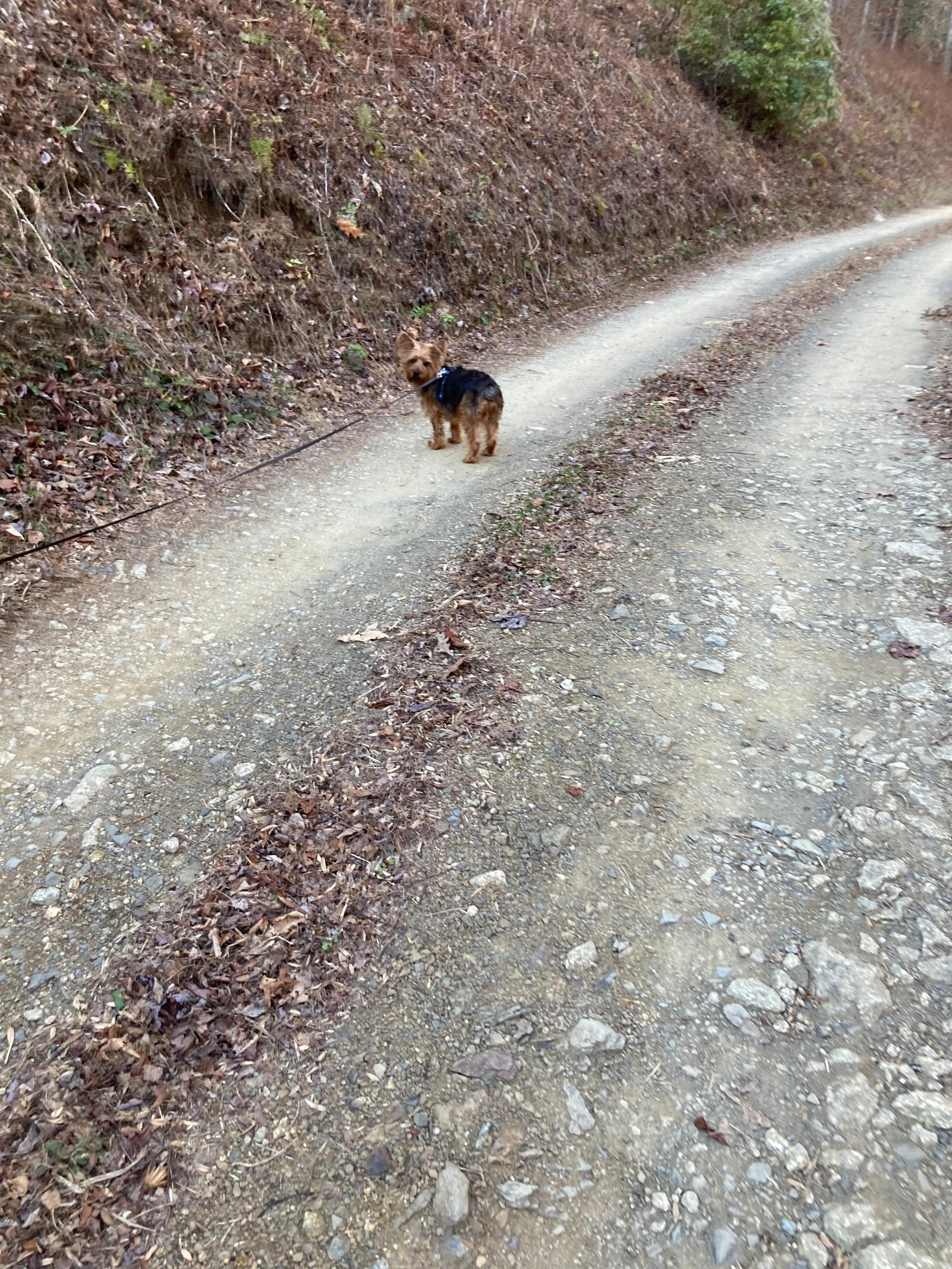 Hershey loved the access road while walking him 