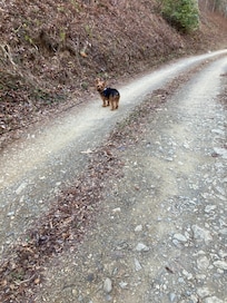 Hershey loved the access road while walking him