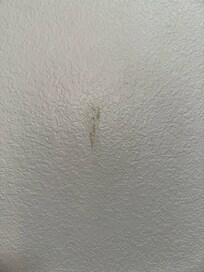 Feces on wall