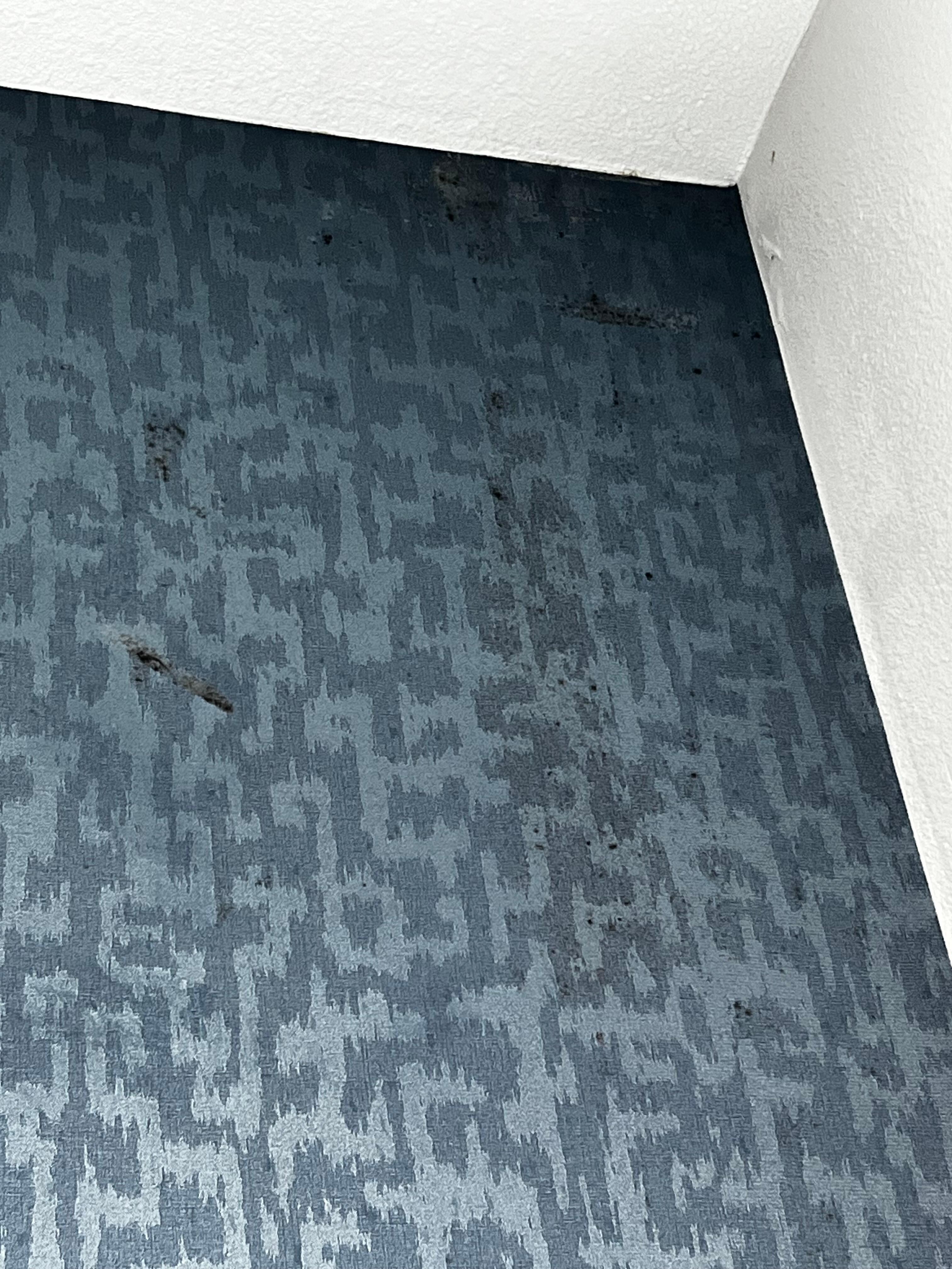 Mold all over all the walls
