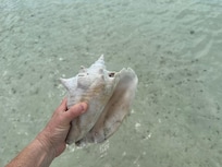 Conch shells were everywhere!