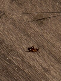 Cockroach