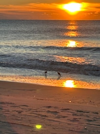 Shore birds at sunrise