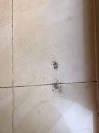 Fourmis s'infiltrant dans le salon