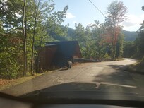This bear was walking on a neighbor's porch Wednesday afternoon/evening.