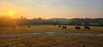 View from the front porch in the morning.